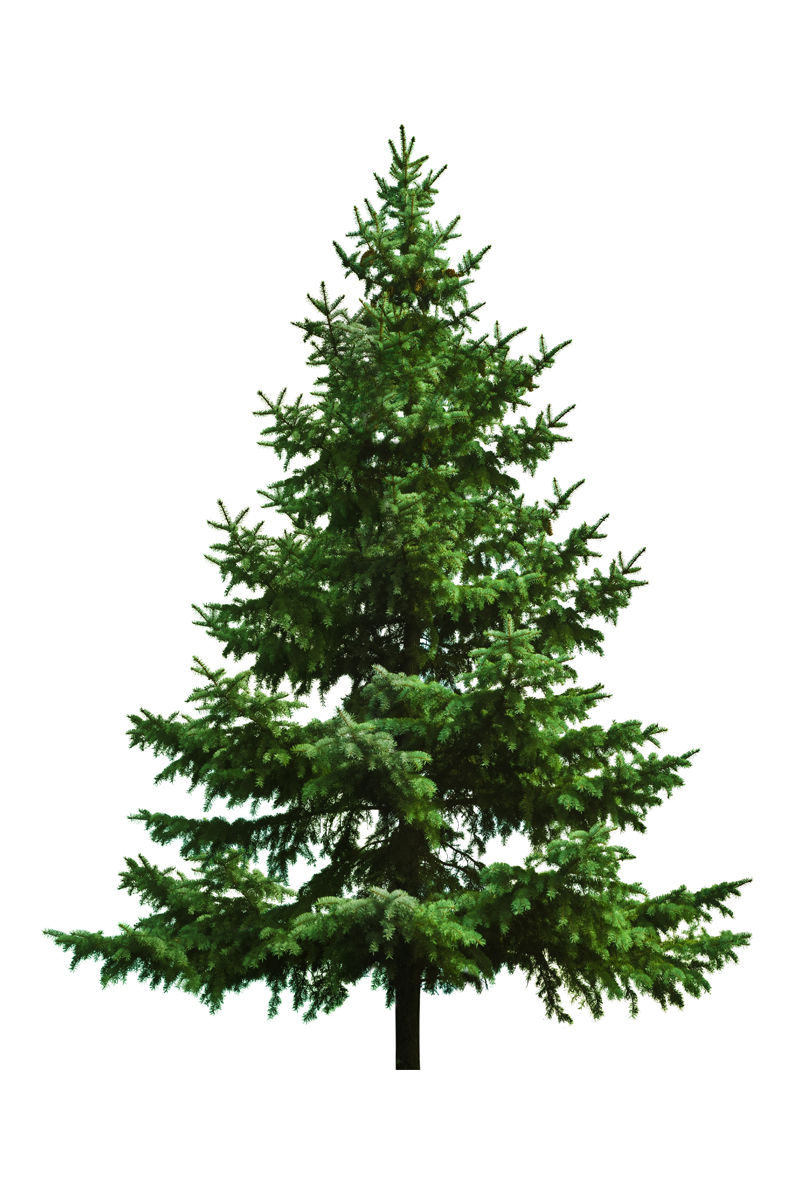 A holiday tree