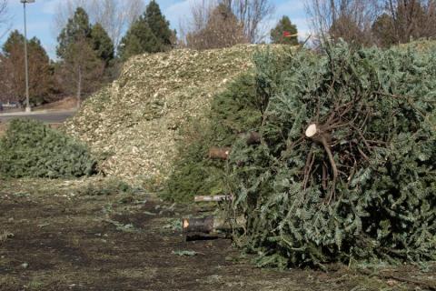 Christmas tree waiting to be recycled near a pile of recycled tree matter